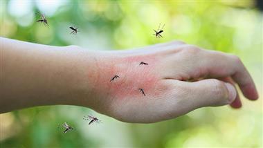 Why Some People Are Mosquito Magnets