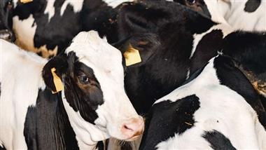 FDA Gives Green Light to Gene-Edited Cattle