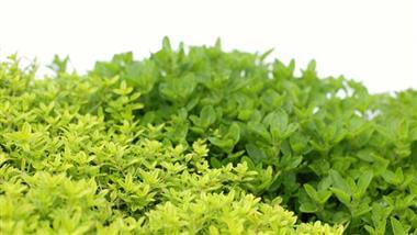 These Herbs Can Help Suppress Tumor Development